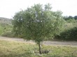 Olivenbaum