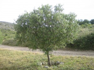 Olivenbaum