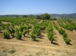 Wein