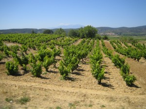 Wein